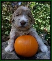 Bess Dempsey pups 3 wks old 121