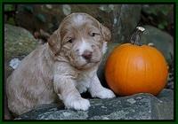 Bess Dempsey pups 3 wks old 81