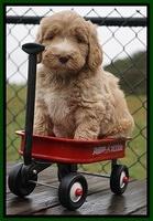Bess Dempsey pups 6 wks old 111