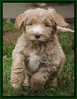 Bess Dempsey pups 6 wks old 141