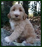 Bess Dempsey pups 8 wks old 3 013