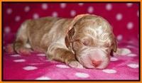 Bess Dempsey Newborn 131