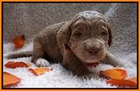 Bess Dempsey pups 2 wks old 15100