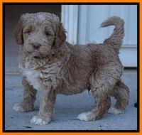 Bess Dempsey pups 5 wks old 211