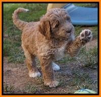 Bess Dempsey pups 7 wks old 251