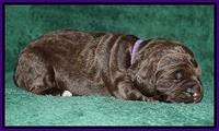 Bess Dempsey pups 1 wk old 141