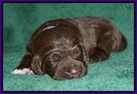Bess Dempsey pups 1 wk old 151