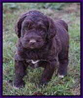 Bess Dempsey pups 5 wks old 281