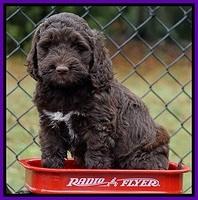 Bess Dempsey pups 6 wks old 1 090