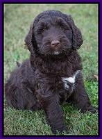Bess Dempsey pups 7 wks old 201