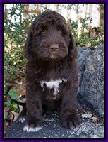 Bess Dempsey pups 8 wks old 1 043