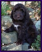 Bess Dempsey pups 8 wks old 1 065