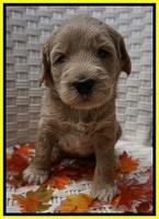 Bess Dempsey pups 4 wks old 26100