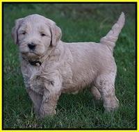 Bess Dempsey pups 5 wks old 311
