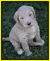 Bess Dempsey pups 5 wks old 312