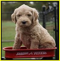 Bess Dempsey pups 6 wks old 361