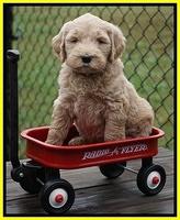 Bess Dempsey pups 6 wks old 371