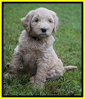 Bess Dempsey pups 6 wks old 381