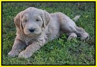 Bess Dempsey pups 7 wks old 311