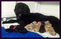 Bess Dempsey Newborns pups 2
