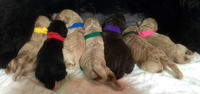 Bess Dempsey Newborns