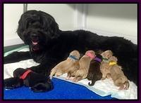 Bess Dempsey newborn pups 1