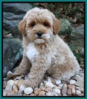 Individual puppy photo gallery