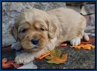 Ellie Blaze pups 3 wks old 11