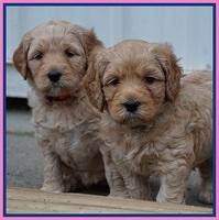Ellie Blaze pups 5 wks old 2 040
