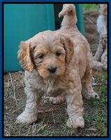 Ellie Blaze pups 6 wks old 11