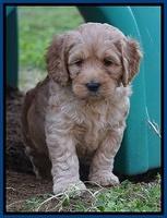 Ellie Blaze pups 6 wks old 21