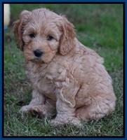 Ellie Blaze pups 7 wks old 2 104