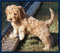 Ellie Blaze pups 7 wks old 31