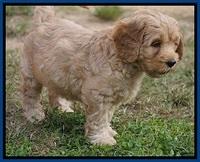 Ellie Blaze pups 7 wks old 41
