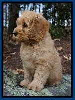 Ellie Blaze pups 8 wks old 3 025