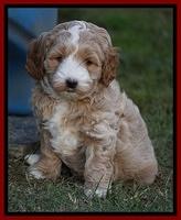 Ellie Blaze pups 6 wks old 81
