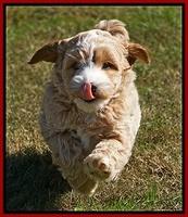 Ellie Blaze pups 7 wks old 61