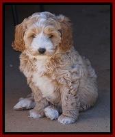 Ellie Blaze pups 7 wks old 81