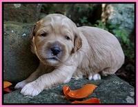 Elie Blaze pups 2 wks old 71