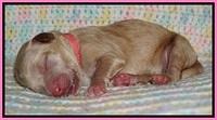 Ellie Blaze Newborn individ pics 61