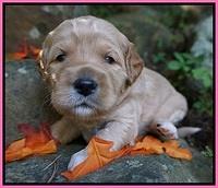 Ellie Blaze pups 3 wks old 81