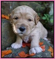 Ellie Blaze pups 3 wks old 91