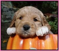 Ellie Blaze pups 4 wks old 81