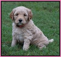 Ellie Blaze pups 5 wks old 121