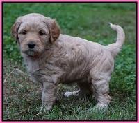 Ellie Blaze pups 5 wks old 141