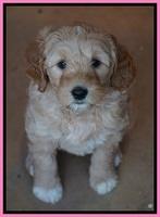 Ellie Blaze pups 7 wks old 2 129