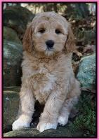 Ellie Blaze pups 8 wks old 1 065