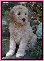 Ellie Blaze pups 8 wks old 1 071