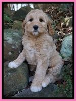 Ellie Blaze pups 8 wks old 2 012