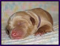 Ellie Blaze Newborn individ pics 71